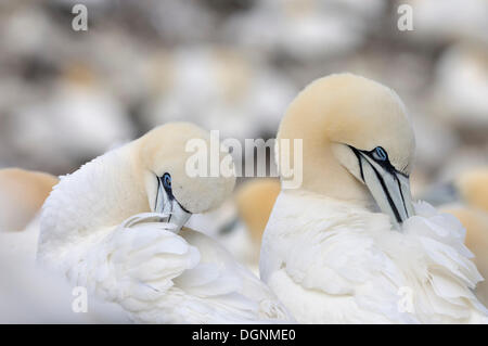 Northern Gannets (Morus bassanus) preening, Bass Rock, Dunbar, Scotland, United Kingdom Stock Photo