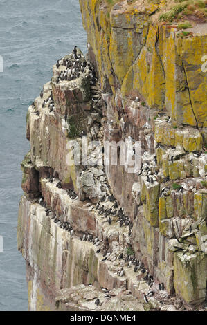 Guillemots (Uria sp.) on their rocky breeding colony, Handa Island, Scotland, United Kingdom Stock Photo