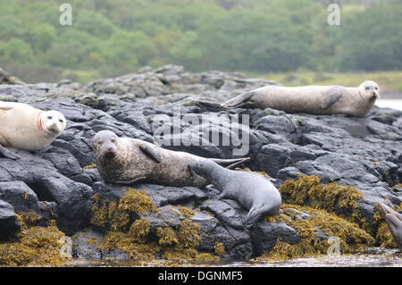 Harbour Seals (Phoca vitulina) on rocks at low tide, Dunvegan, Isle of Skye, Scotland, United Kingdom Stock Photo