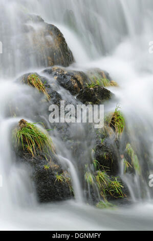 Grass growing on rocks in a waterfall on the River Llugwy or Afon Llugwy, Betws-y-Coed, Wales, United Kingdom Stock Photo