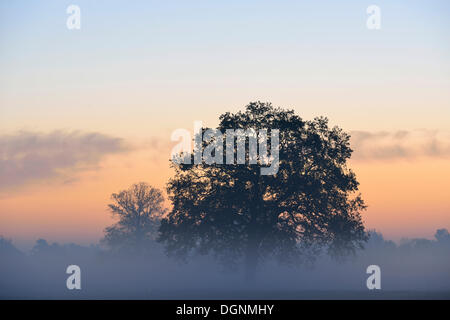 Solitary oak tree in the morning mist, meadow landscape at sunrise, Dessau-Wörlitz, Saxony-Anhalt, Germany Stock Photo