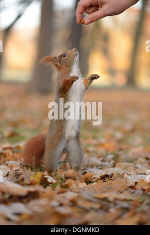 Squirrel (Sciurus vulgaris) standing on its hind legs, stretching upward, being fed by hand, in an urban park in autumn, Leipzig Stock Photo