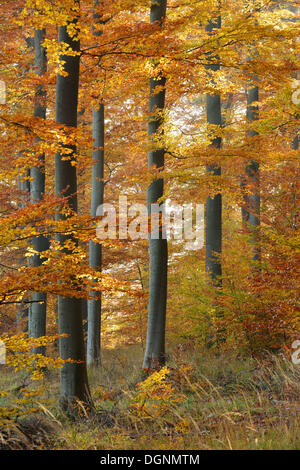 Beech forest in autumn with colourful autumn leaves, Thale, Saxony-Anhalt, Germany Stock Photo