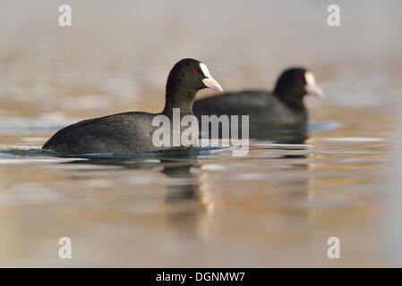 Coot (Fulica atra), swimming, Leipzig, Saxony, Germany Stock Photo