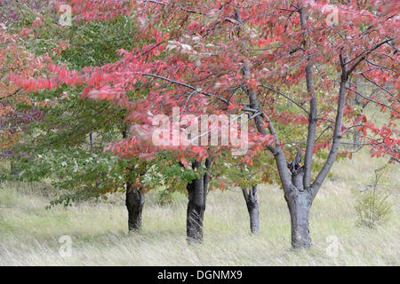 Autumn coloured Cherry Trees (Prunus sp.), Thale, Saxony-Anhalt, Germany Stock Photo