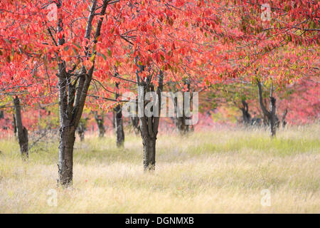 Autumn coloured Cherry Trees (Prunus sp.), Thale, Saxony-Anhalt, Germany Stock Photo