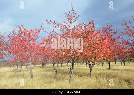 Autumn coloured Cherry Trees (Prunus sp.), Thale, Saxony-Anhalt, Germany Stock Photo