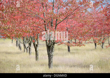 Autumn coloured Cherry Trees (Prunus sp.), Thale, Saxony-Anhalt, Germany Stock Photo