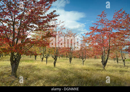 Autumn coloured Cherry Trees (Prunus sp.), Thale, Saxony-Anhalt, Germany Stock Photo