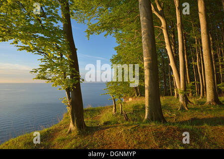 Beech forest on the edge of the steep coast in the first morning light, Dranske, Mecklenburg-Western Pomerania, Germany Stock Photo