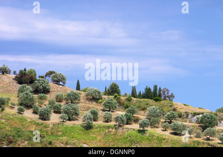 Olivenhain in Kalabrien - olive grove in Calabria 03 Stock Photo