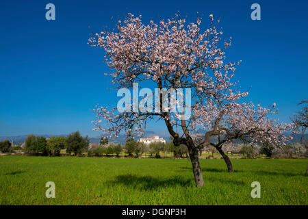 Finca and flowering almond trees in Alaro, Tramuntana, Majorca, Balearic Islands, Spain, Europe Stock Photo