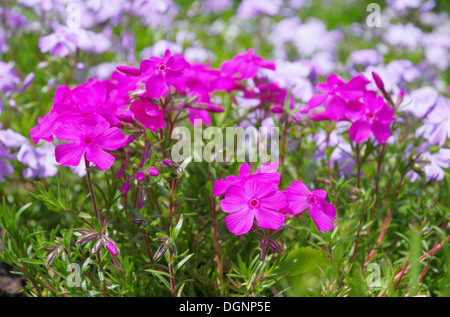 Polsterphlox - Moss Phlox 18 Stock Photo