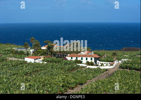 Banana plantations in Orotava, Tenerife, Canary Islands, Spain, Europe Stock Photo