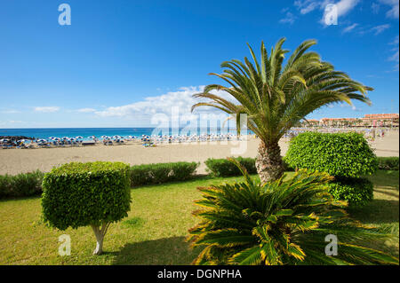 Playa de las Vistas beach in Los Cristianos, Tenerife, Canary Islands, Spain, Europe Stock Photo
