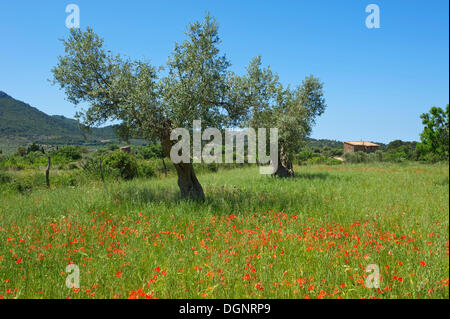 Olive trees (Olea europaea) on a flowering poppy meadow, Valldemossa, Majorca, Balearic Islands, Spain Stock Photo