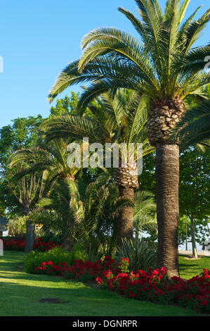 Palm trees near the remnants of the old city wall, Alcudia, Majorca, Balearic Islands, Spain Stock Photo