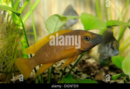 Tanganyika Lemon Ciclid (Neolamprologus leleupi, Lamprologus leleupi), aquarium Stock Photo