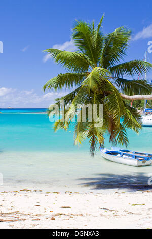 Coconut palm tree (Cocos nucifera) in the port of La Digue, island of La Digue, Seychelles, Africa, Indian Ocean Stock Photo