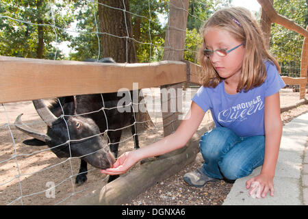 Girl feeding a goat Stock Photo