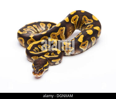 Royal python (Python regius), Phantom Yellow Belly, male, reptile breeder Willi Obermayer, Austria Stock Photo