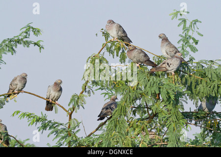 Yellow-eyed Pigeon or Pale-backed Pigeon (Columba eversmanni) flock Stock Photo