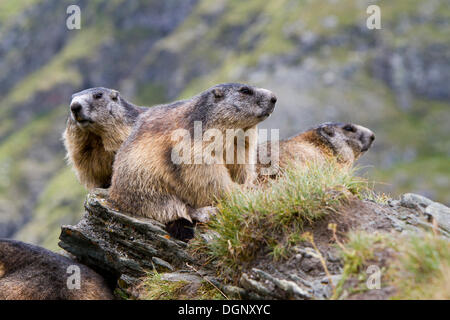 Three Alpine Marmots (Marmota marmota), Grossglockner, Hohe Tauern National Park, Tyrol, Austria Stock Photo