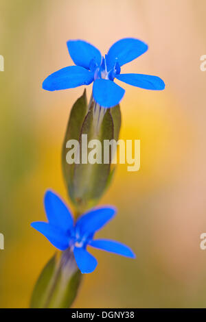 Alpine gentian (Gentiana nivalis), Tyrol, Austria Stock Photo