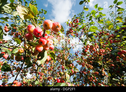 The branches of a crabapple tree (Malus sylvestris) laden with ripe crabapples. UK, 2013. Stock Photo