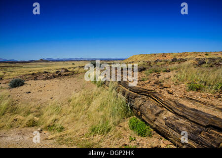 Petrified tree trunk, Damaraland, Namibia, Africa Stock Photo