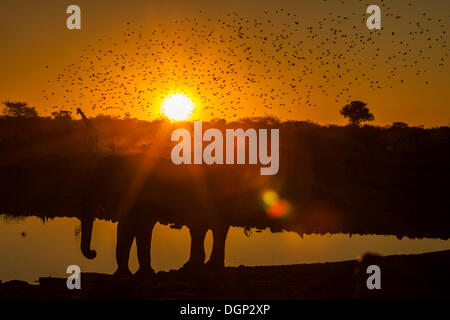 Wild animals at sunset, African elephant (Loxodonta africana), Giraffe (Giraffa camelopardalis), Etosha National Park, Namibia