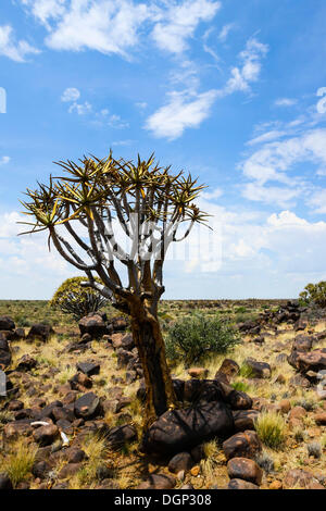 Quiver Tree or Kokerboom (Aloe dichotoma), Quiver Tree Forest, Keetmanshoop, Namibia, Africa Stock Photo