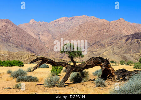 Dead tree in a canyon near Brandberg mountain, Damaraland, Namibia, Africa Stock Photo