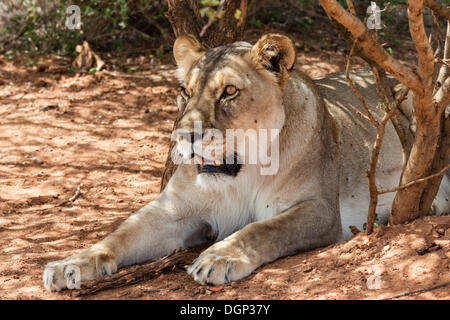 Lioness (Panthera leo) lying in the shade, Naankuse, Namibia Stock Photo