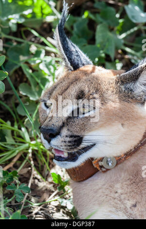 Caracal or Desert Lynx (Caracal caracal) with a radio collar, Naankuse, Namibia Stock Photo