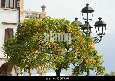 Orange tree on the promenade in Gargnano, Lake Garda, Lombardy, Italy, Europe Stock Photo