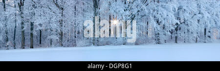 Snow-covered forest at sunrise, Swabian Alb, Baden-Wuerttemberg Stock Photo