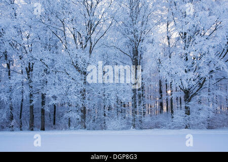 Snow-covered forest at sunrise, Swabian Alb, Baden-Wuerttemberg Stock Photo