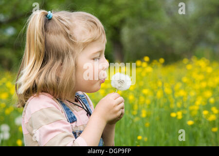 Girl sitting on a meadow holding a dandelion clock, portrait Stock Photo