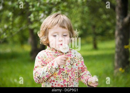 Girl holding a dandelion clock in her hand Stock Photo