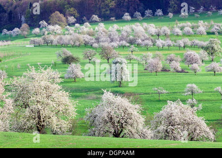 Blossoming cherry trees in the Eggen Valley, Markgraeflerland, Black Forest, Baden-Wuerttemberg Stock Photo
