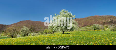 Blossoming Wild Cherry or Sweet Cherry (Prunus avium) on a spring meadow, Neidlinger Tal, Baden-Württemberg, Germany Stock Photo