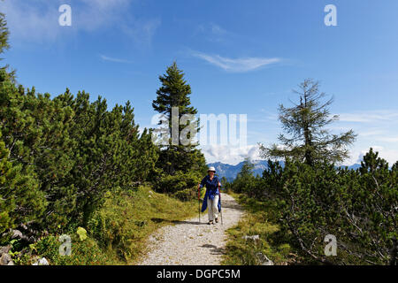 Trail through mountain pines on Hutterer Hoess Mountain, Totes Gebirge Range, Pyhrn-Priel region Stock Photo