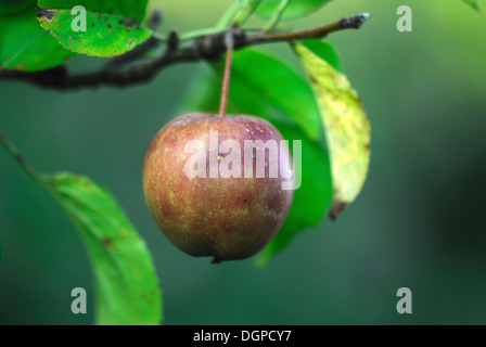 A single Golden Delicious apple growing on a tree UK Stock Photo