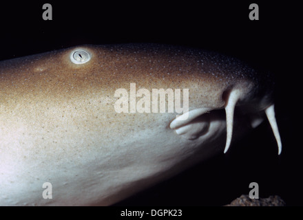 Nurse shark, Ginglymostoma cirratum, Ginglymostomatidae, Tropical Atlantic and Pacific Ocean Stock Photo