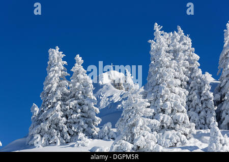 Snow-covered Spruce (Picea) trees, Tegelberg, Ammergauer Alpen, Schwangau, Ostallgäu, Allgäu, Schwabia, Bavaria, Germany Stock Photo