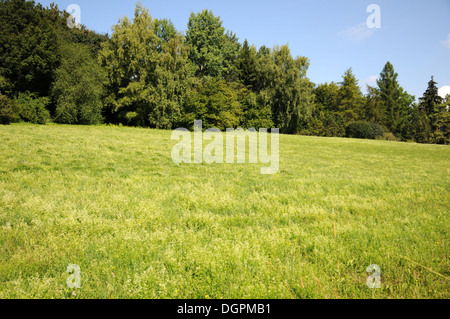 Bedstraw Stock Photo