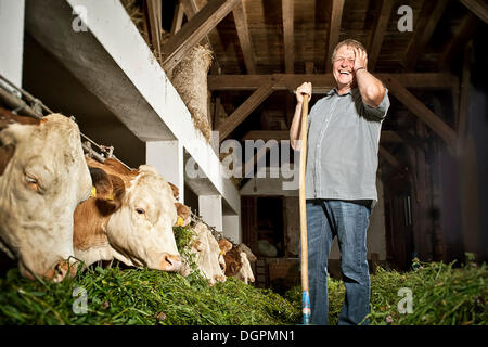 Farmer feeding his cattle Stock Photo