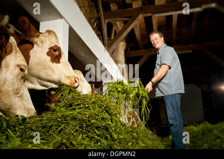 Farmer feeding his cattle Stock Photo