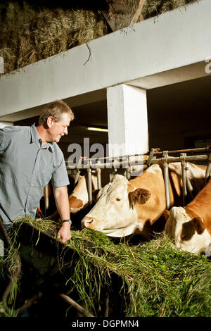 Farmer feeding his cattle Stock Photo